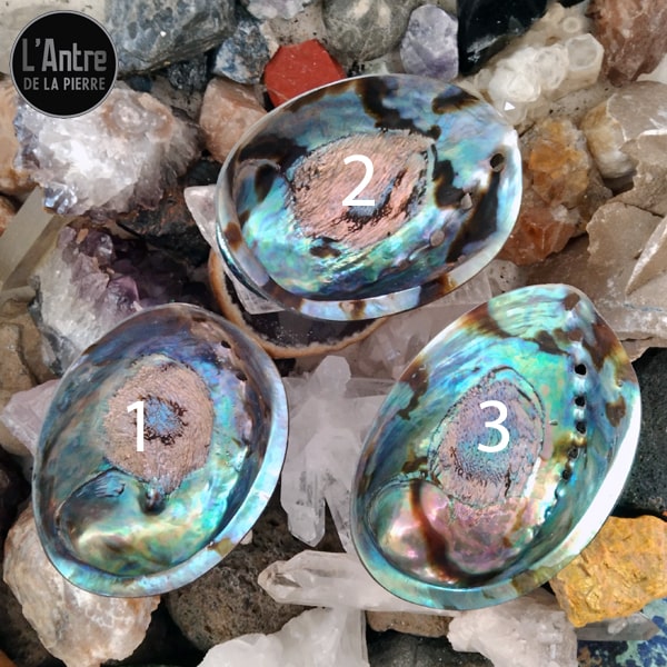 Aboofan 3 PièCes Coquilles D'Ormeau Naturelles Bol DéCoratif