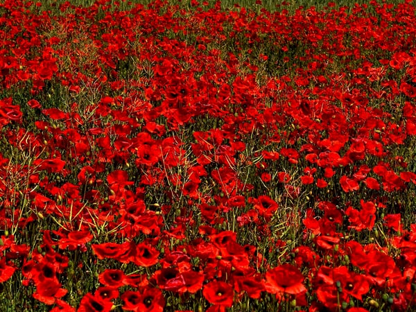 Blog Symbolique et Significations des Symboles du Rouge