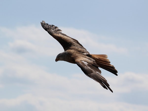 Photo aigle dans le ciel symboles de l'aigle