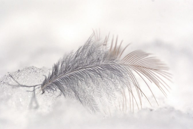 Photo d'une plume blanche blog symboles de la plume