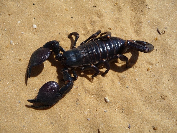 Scorpion dans le sable blog symboles du scorpion