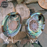 Retour des Coquilles De Paua, Ormeau Arc en Ciel de Nouvelle Zélande, un Véritable Support pour la Purification par la Sauge Blanche