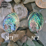 Retour des Coquilles De Paua, Ormeau Arc en Ciel de Nouvelle Zélande, un Véritable Support pour la Purification par la Sauge Blanche