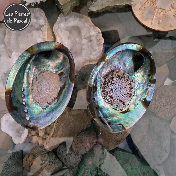 Retour des Coquilles De Paua, Ormeau Arc en Ciel de Nouvelle Zélande, un Véritable Support pour la Purification par la Sauge Blanche