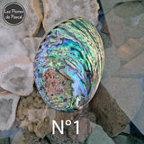 Retour des Coquilles De Paua, Ormeau Arc en Ciel de Nouvelle Zélande, un Véritable Support pour la Purification par la Sauge Blanche