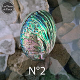 Retour des Coquilles De Paua, Ormeau Arc en Ciel de Nouvelle Zélande, un Véritable Support pour la Purification par la Sauge Blanche