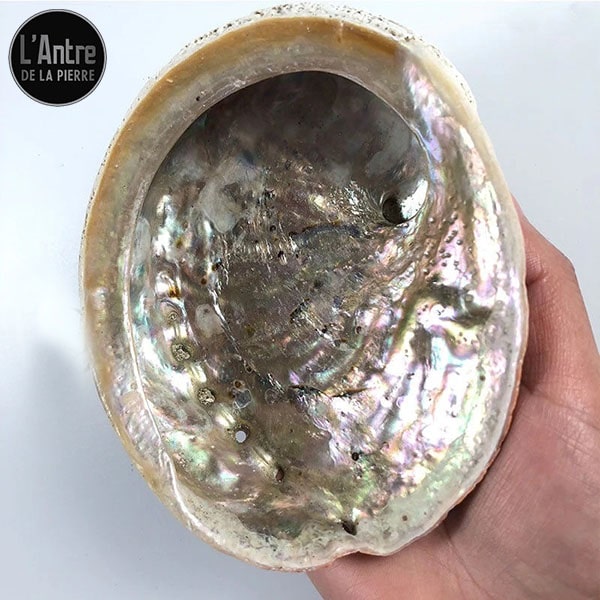 Abalone ou coquille d'ormeau - pierres du bien-être